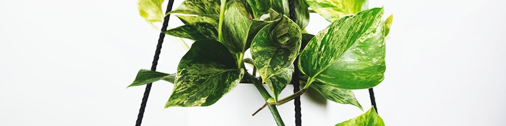 3D动态足球场渲染效果图